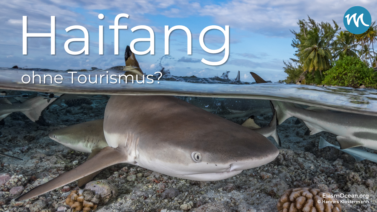 Dekoratives Bild: Haie im Flachwasser mit eingeblendetem Text "Haifang ohne Tourismus?"