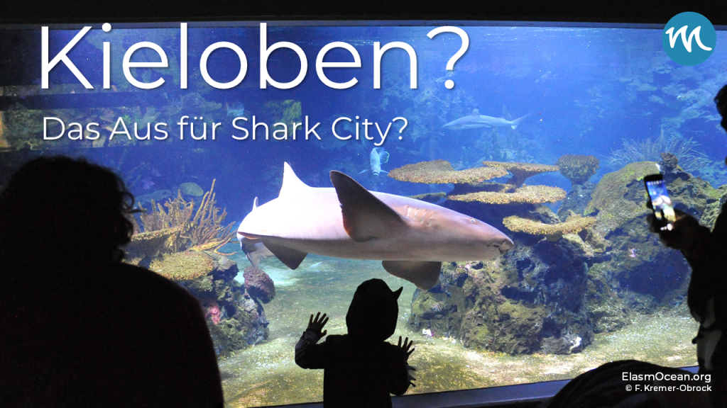 Alle Anzeichen verdichten sich: &ldquo;Shark City&rdquo; in Pfungstadt scheint