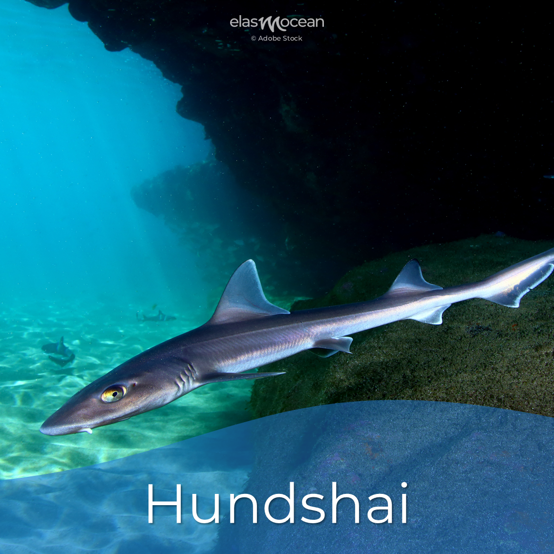 Hundshai