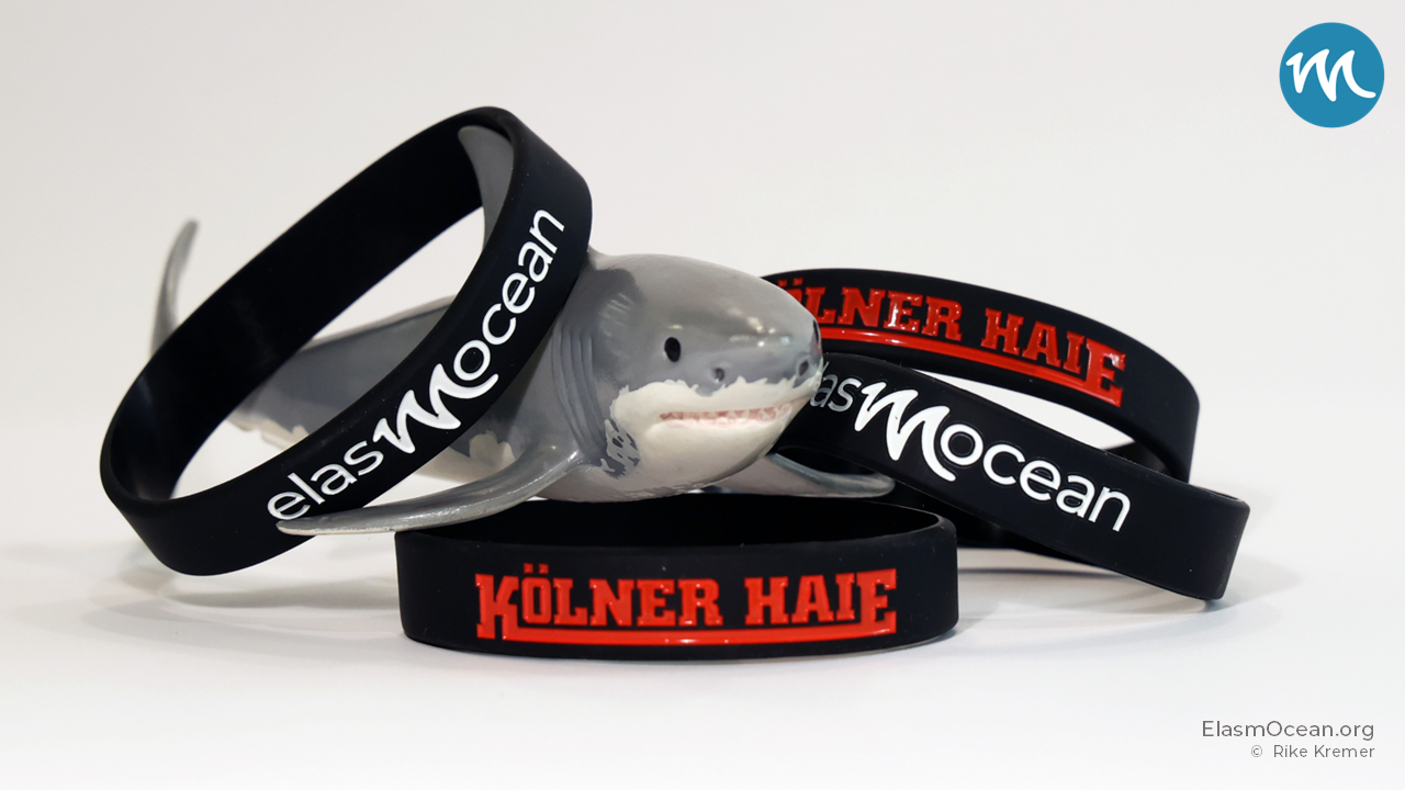 Dekoratives Bild: einige Charitybänder mit Aufschrift "elasmOcean" und "Kölner Haie" liegen mit einem Spielzeughai auf neutralem Grund, als Werbebild