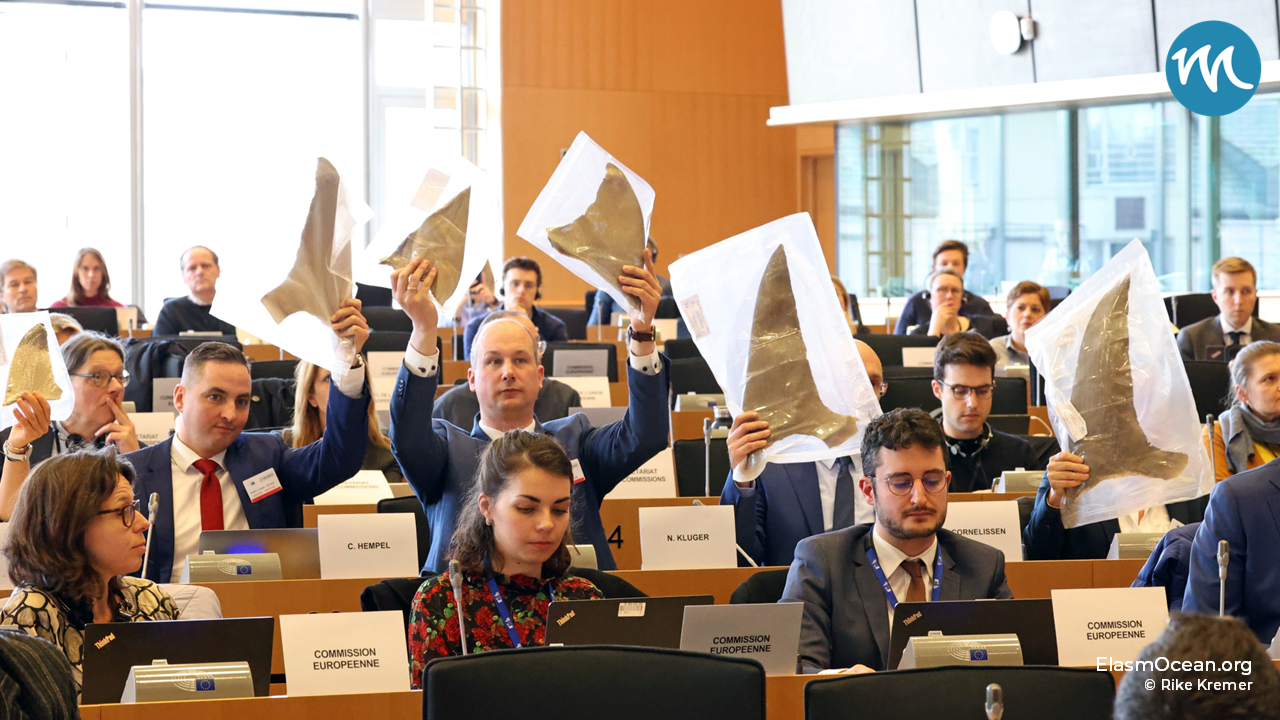 Dekoratives Bild: Im EU-Parlament in Brüssel. Die Abordnung hält eingeschweißte, echte Haifisch-Rückenflossen hoch - EU-Parlamentarier schauen interessiert.
