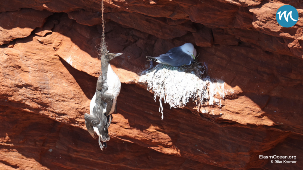 Toter Vogel hängt an Fischnetzresten vor dem roten Lummenfelsen, auf dem ein Vogel brütet