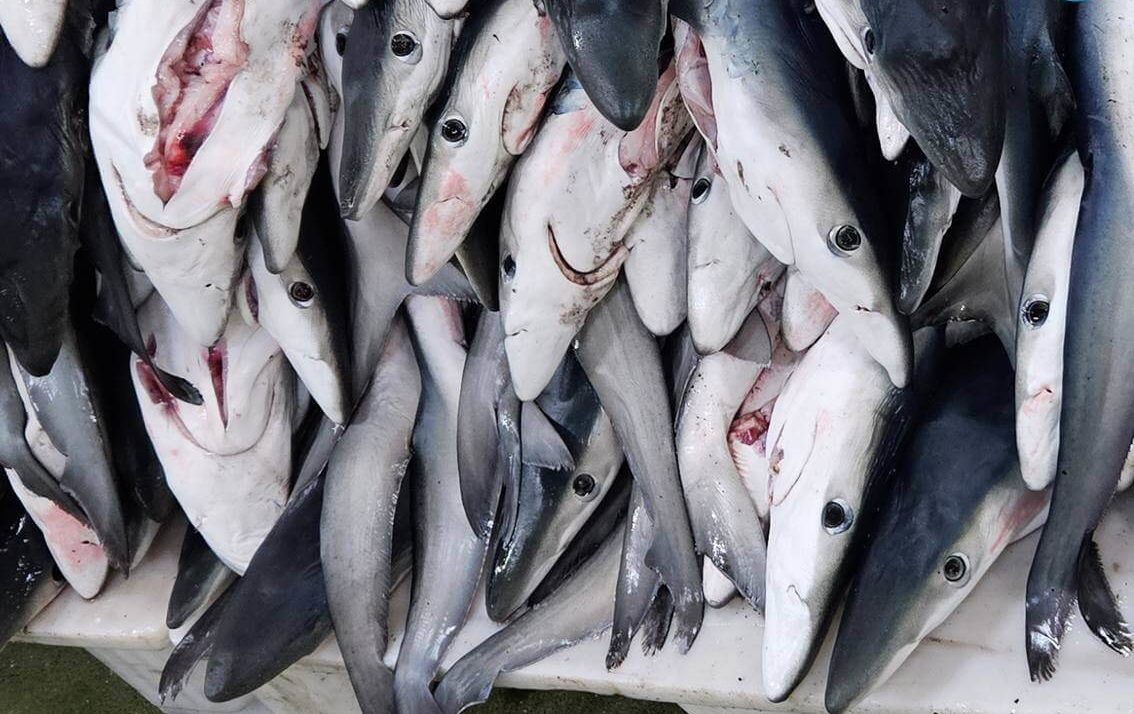 In Spanien gefangene Blauhaie sollen durch den MSC als nachhaltig deklariert werden