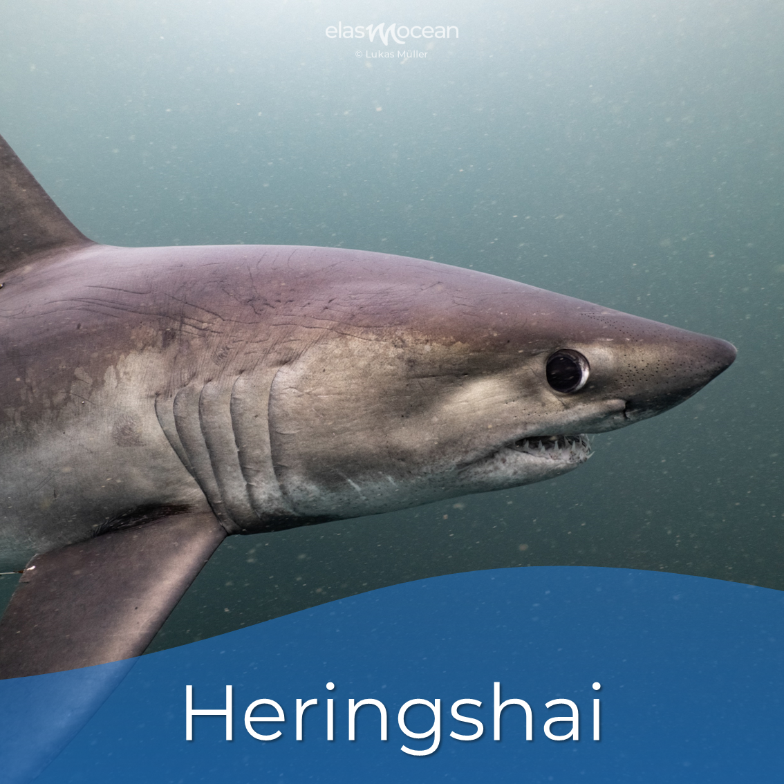 Heringshai