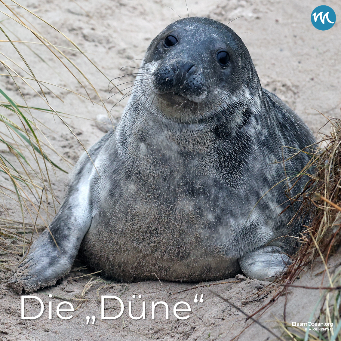 Düne5