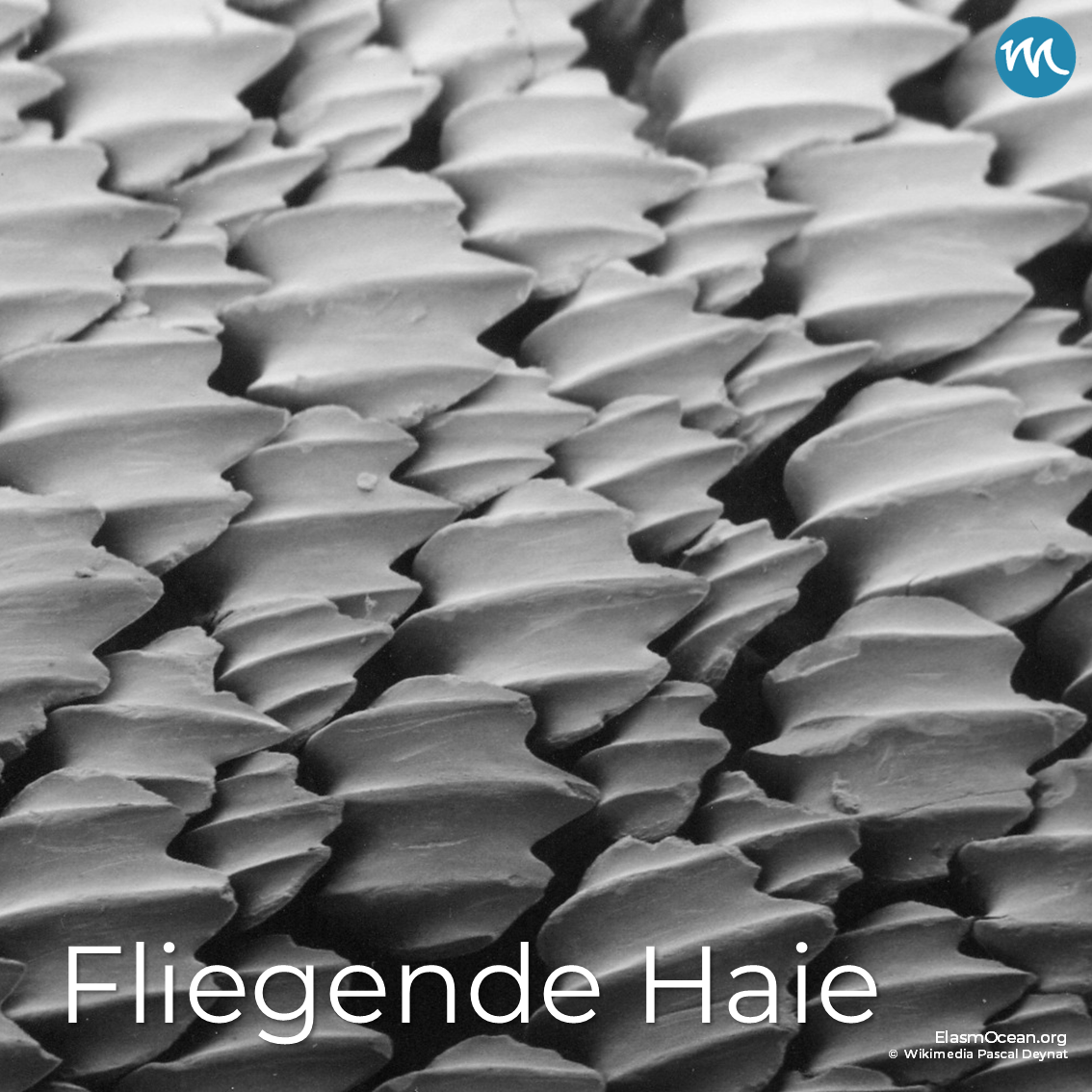 Fliegende Haie