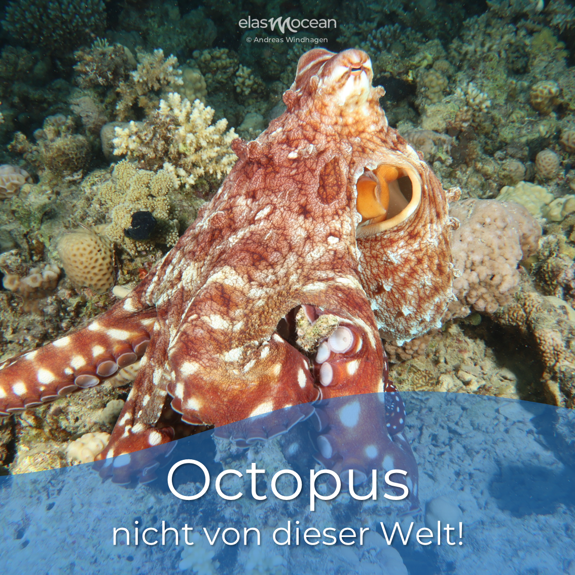 Octopus1