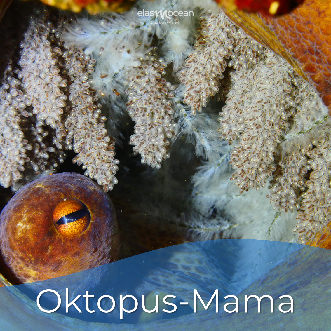 Oktopusmama