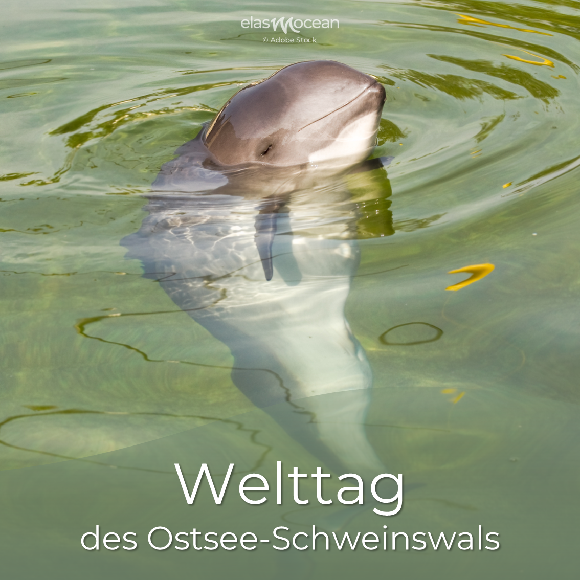 Welttag des Ostseeschweinswals