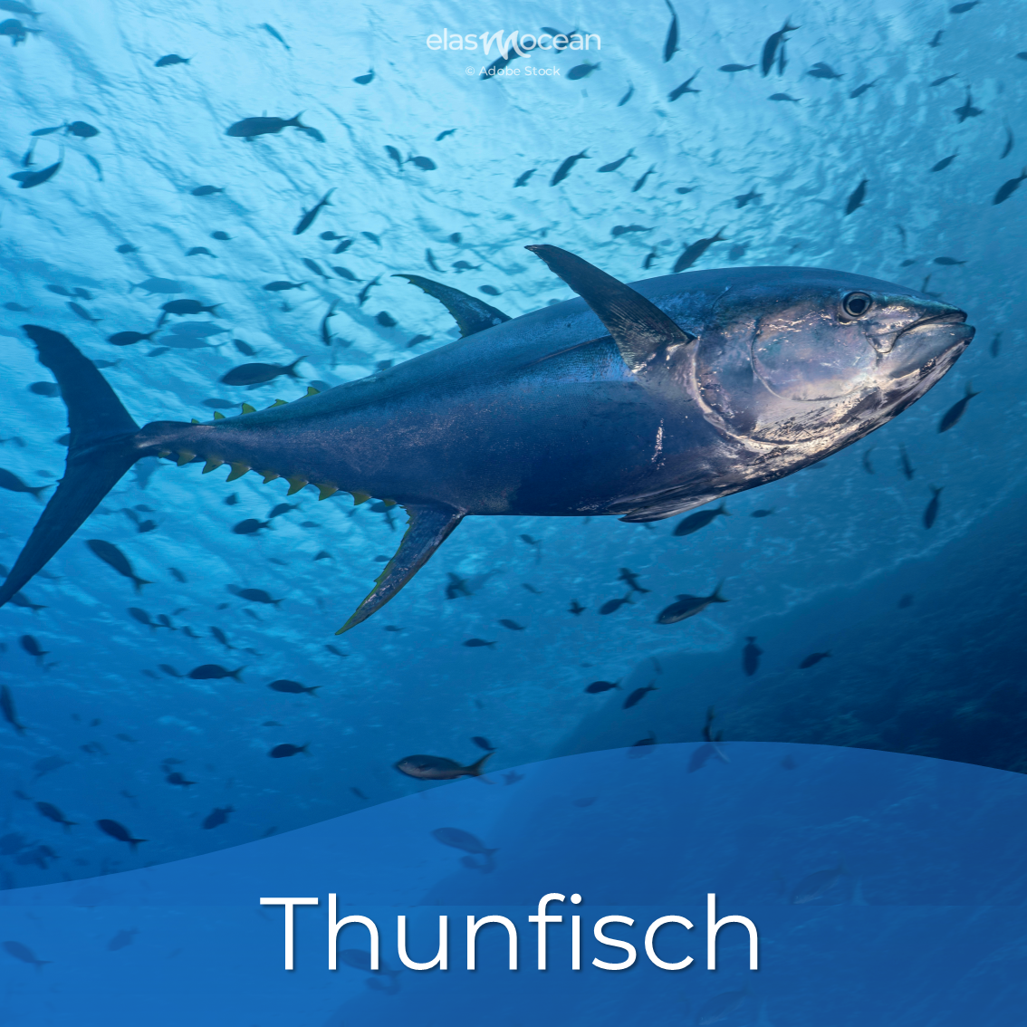 thunfisch