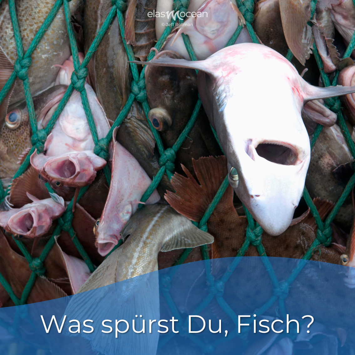 was spürst Du Fisch