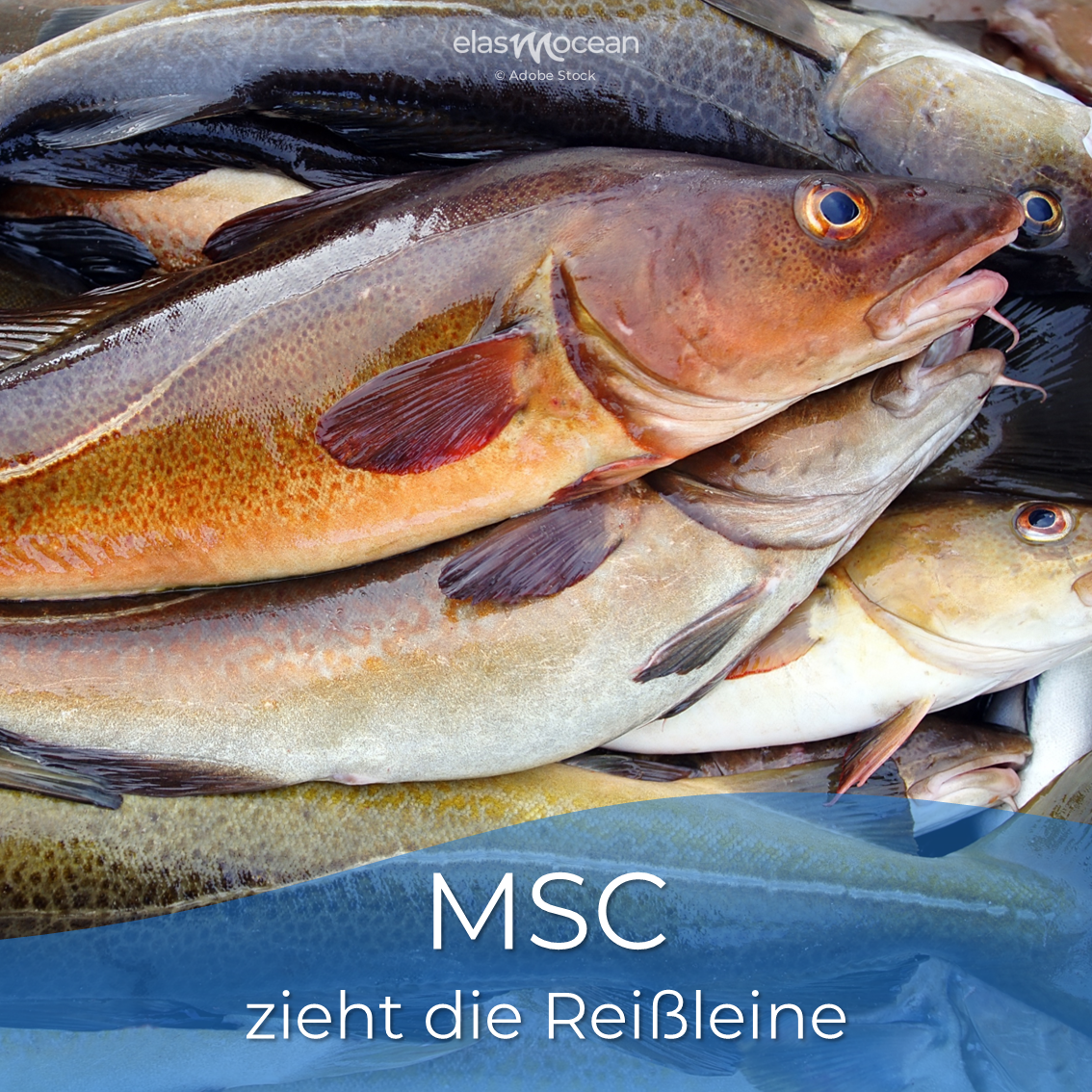 Dorsch MSC