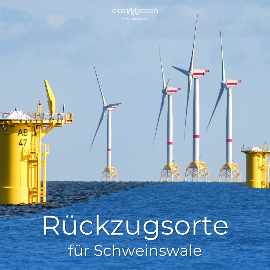 Offshore Schweinswale