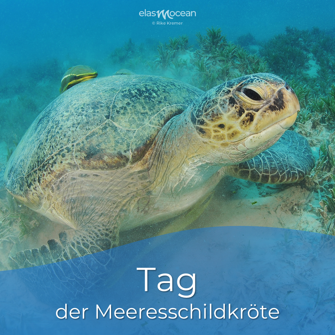 Tag der Meeresschildkröte
