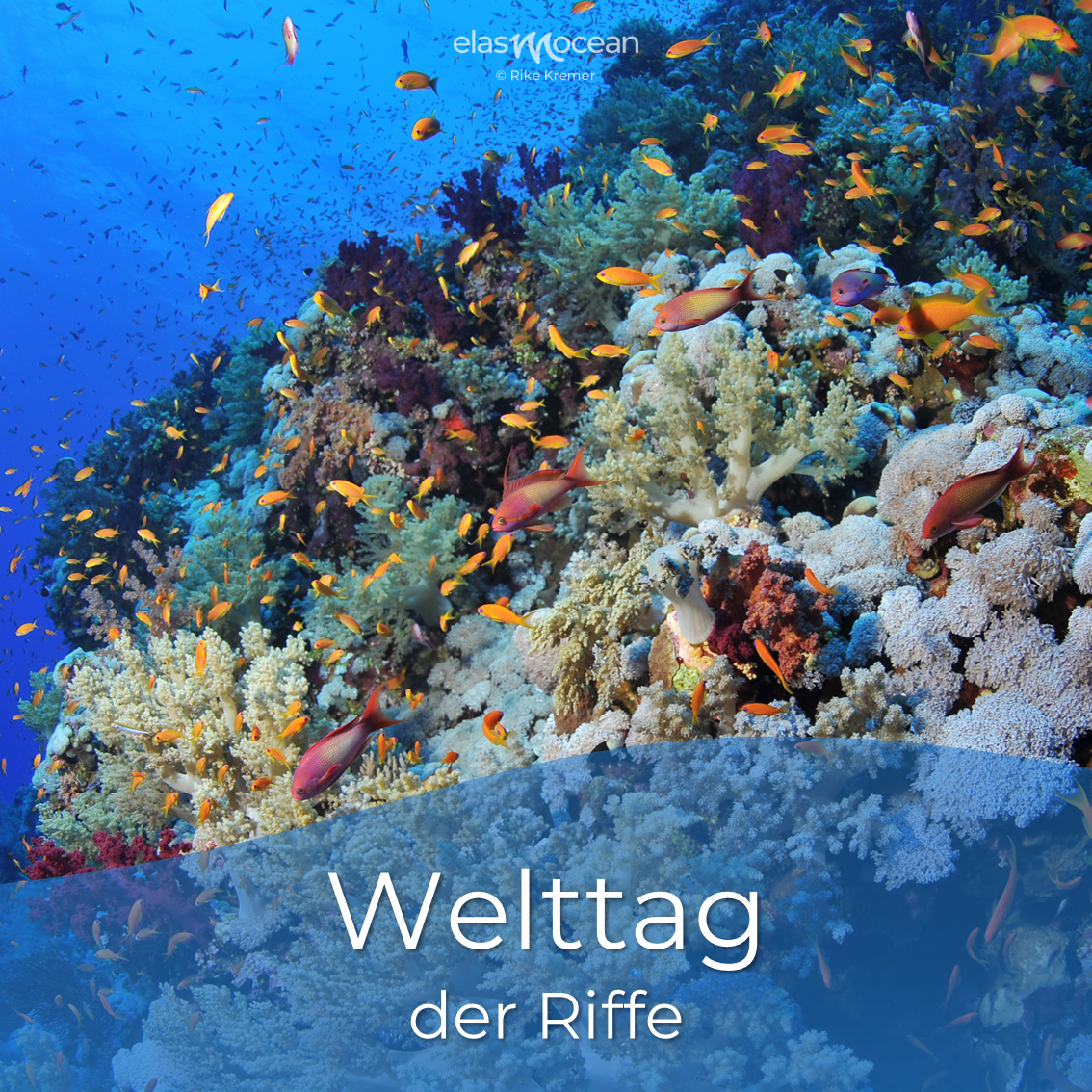 welttag der Riffe
