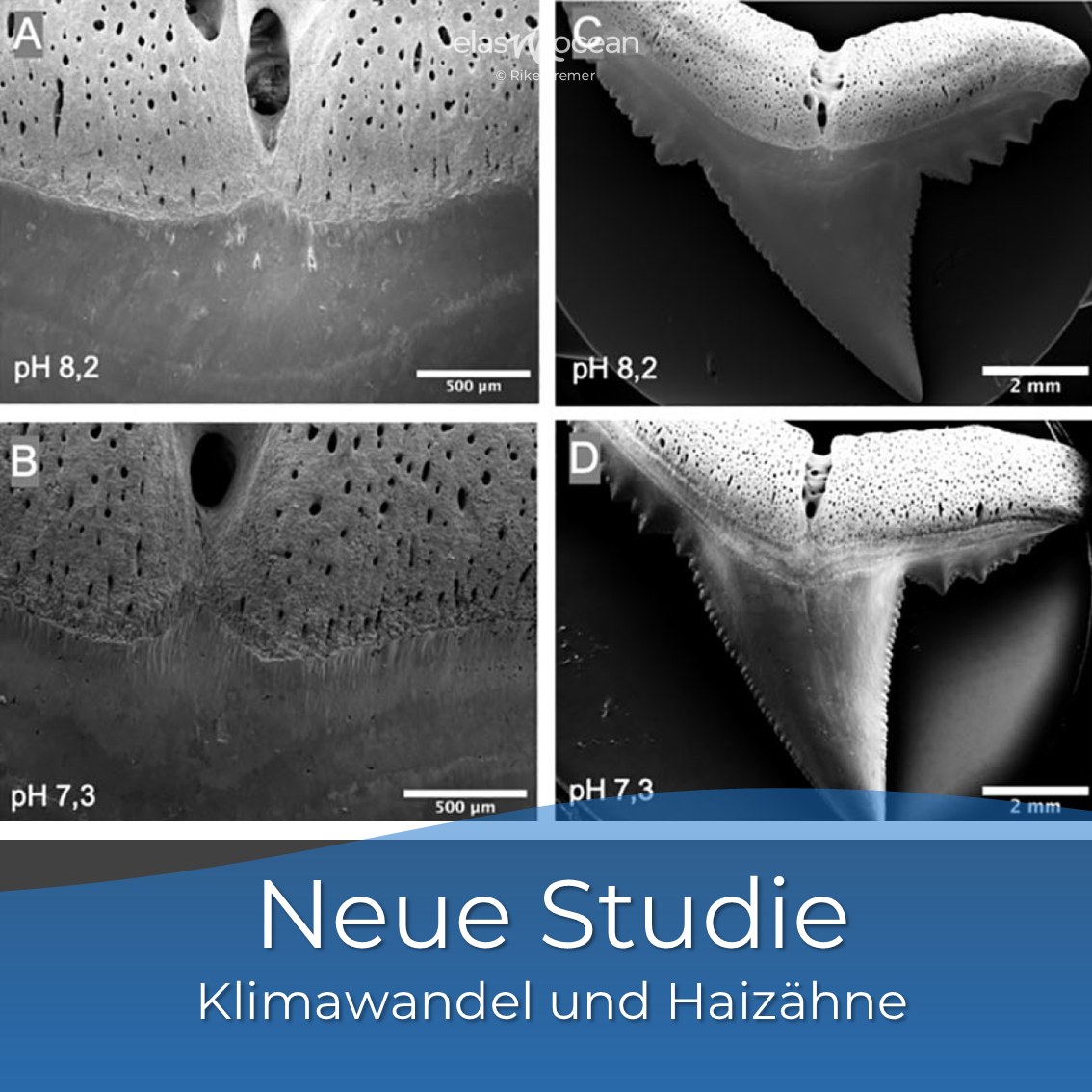 Baum et al Studie