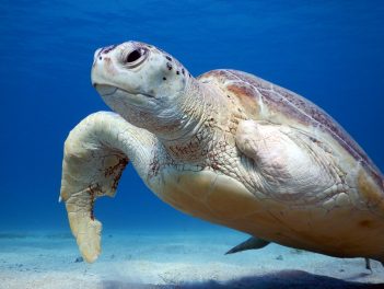 Dekoratives Bild: Riesenschildkröte am Meeresboden