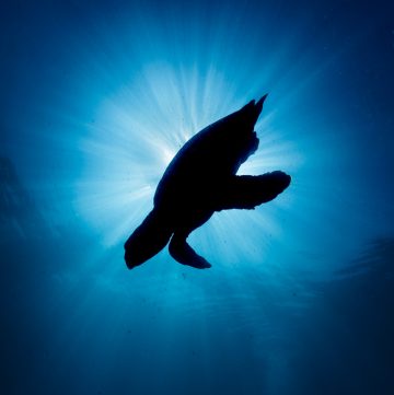 Dekoratives Bild: Schildkröte im Meer im Gegenlicht der Sonne