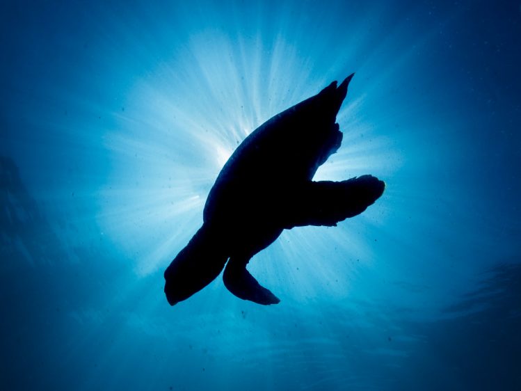 Dekoratives Bild: Schildkröte im Meer im Gegenlicht der Sonne